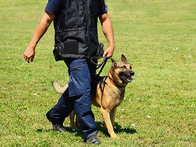 Psicologia canina i educació