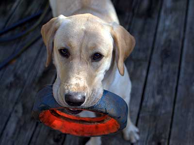 Fisioterapia y Rehabilitación de animales de compañía