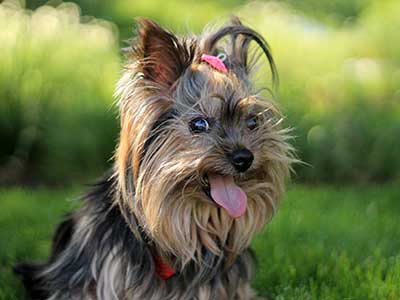 Peluquería Canina